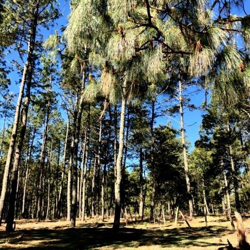 Alrededores de Atemajac de Brizuela