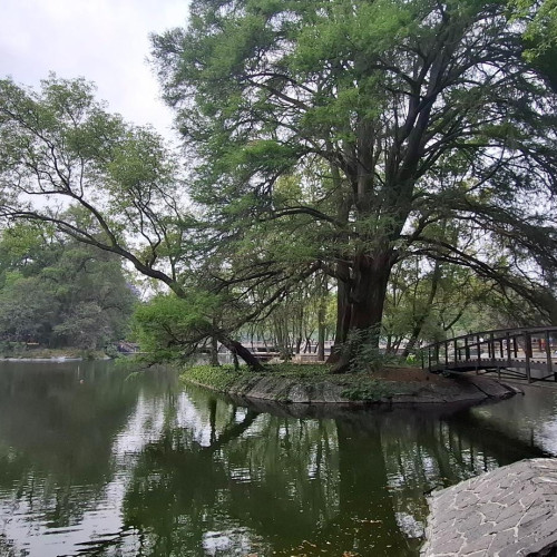 1era Sección Bosque de Chapultepec