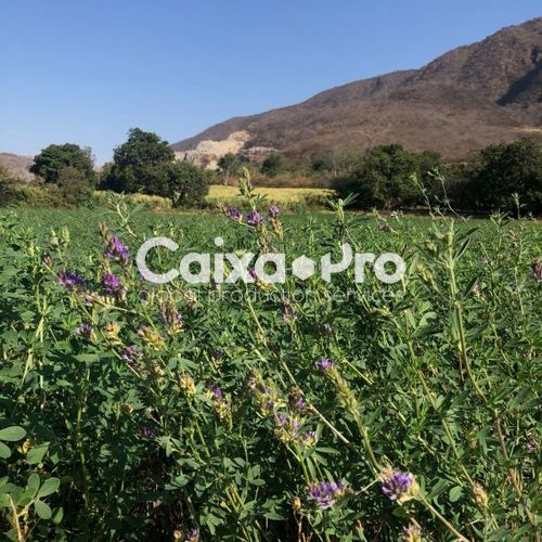 Rancho de alfalfa