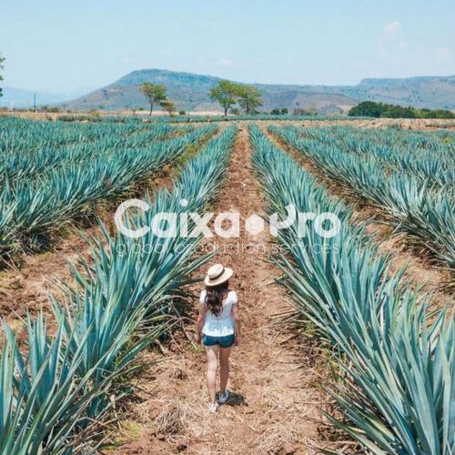 Agave Fields